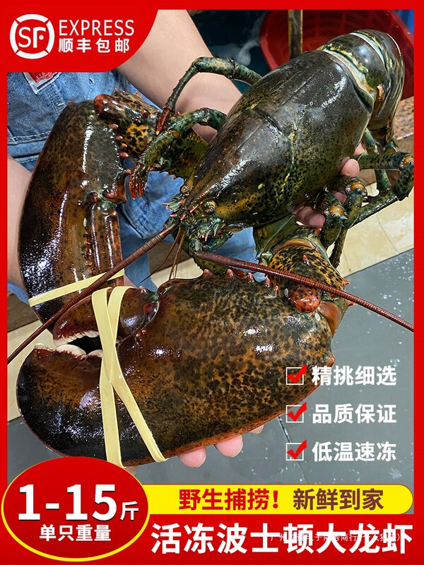 Boston Lobster Fresh Extra Large 5kg Fresh Frozen Australian Lobster Small Wave Lobster Frozen Fresh Persian 2.5kg Aolong