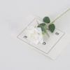 White (Flannel Small Horn Rose)