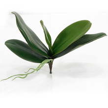 lָз~~~ eva~mm廨mָ¿