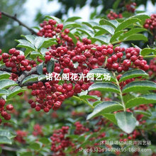 泰安花椒树苗四川麻椒苗庭院地栽盆栽篱笆墙南方北方种植当年结果