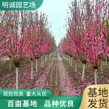 ��Ҏ��ջ������������һ����L��ɫ�G���@���^�p�쾰��