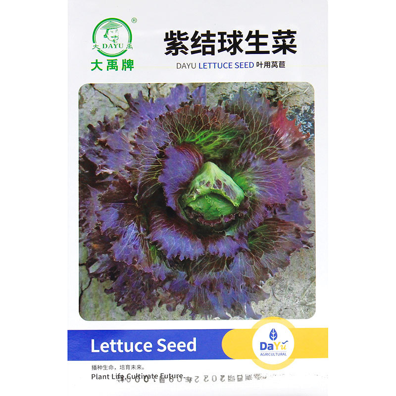 紫生菜种子孑大全特红皱叶沙拉生菜苗秧四季青菜种籽南方阳台盆栽