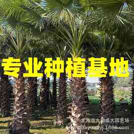 江苏华盛顿棕榈图片 江西老人葵报价 贵州老人葵批发浙江华棕价格