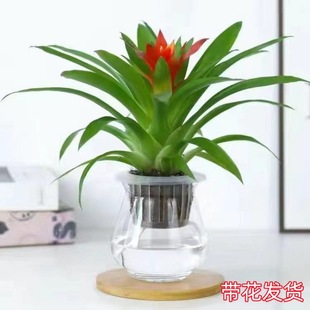 Lucky Potted Indoor Hydroponic Florals, Small Red Stars, Water-Raised Green Plants, Good for All Seasons, Florals, Air Pineapple