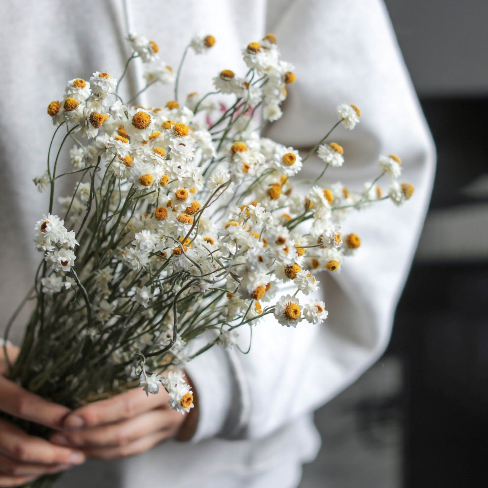 Fleurs de chrysanthème séchées, petites marguerites, fleurs de camomille séchées, bouquets de fleurs, décoration intérieure, arrangements pour vase, accessoires de photographie.