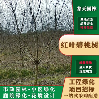 红叶碧桃树高度5~12公分可选红叶碧桃树工程绿化树共计基地