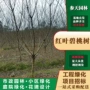 高度工程基地红叶碧桃