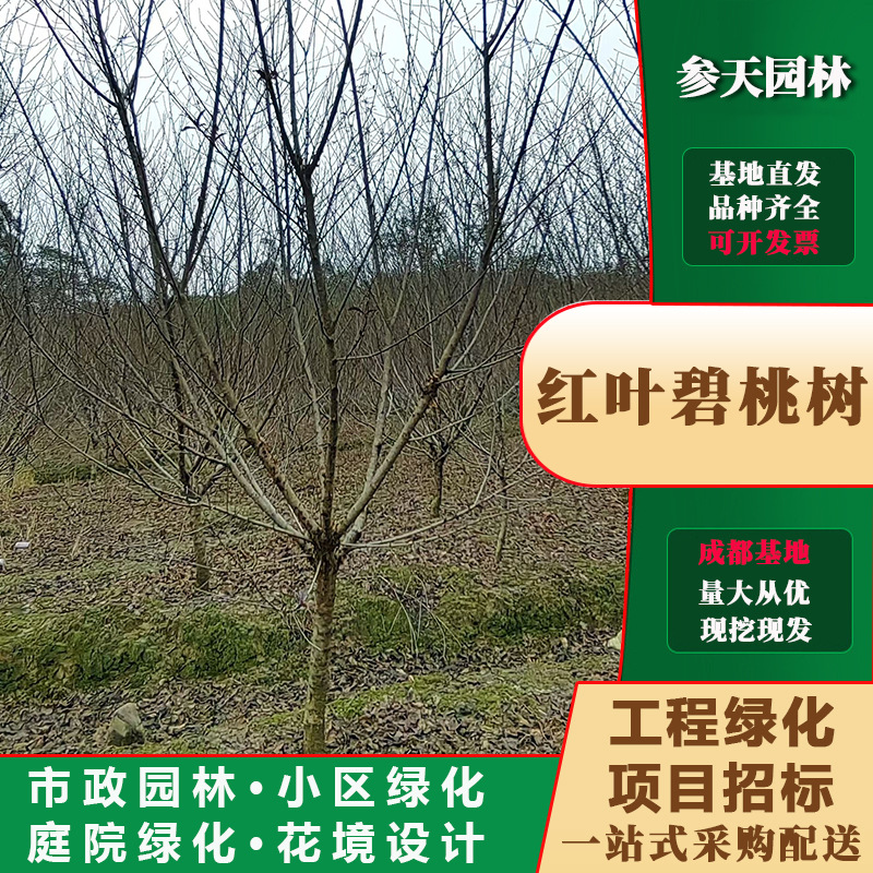 红叶碧桃树高度5~12公分可选红叶碧桃树工程绿化树共计基地