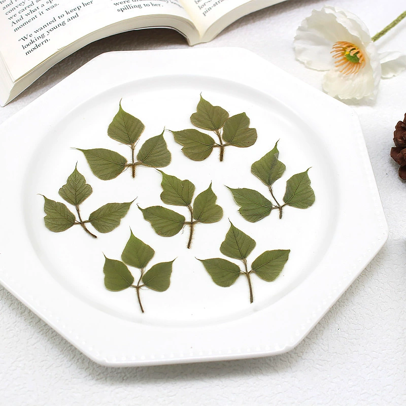 Листья из сухих цветов с тиснеными листьями листья растения образец росписи материал diy ручной работы клей фоторамка для сушеных листьев украшения