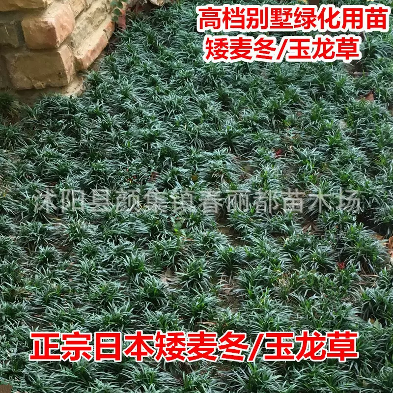 别墅庭院绿化草坪植物日本矮麦冬草耐寒带土细叶麦冬草苗玉龙草