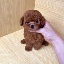 自家繁殖纯种泰迪活体茶杯犬泰迪犬贵宾犬幼崽家养宠物狗狗小型犬