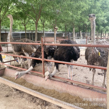 哪里有卖鸵鸟蛋的 鸵鸟养殖场出售种鸵鸟活体 鸵鸟苗价格