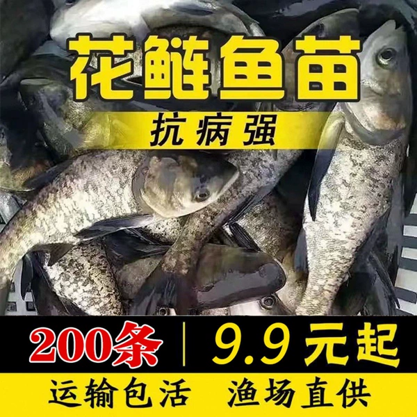 [..花鲢鱼3-5厘米100条送20%防损]