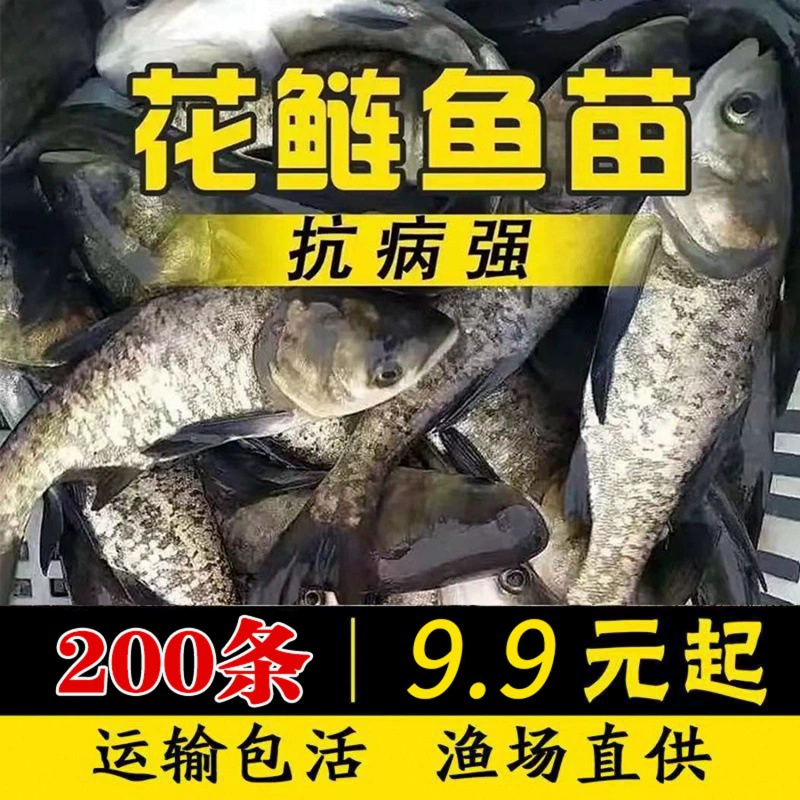 [螺蛳鱼苗养殖活体鲫鱼苗鱼苗草鱼苗型鱼青包活鱼塘四大快淡水大家]