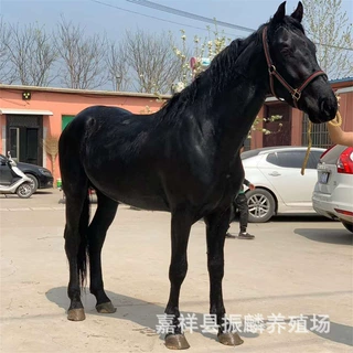 骑乘马匹养殖 蒙古马 半血马  哪里有卖旅游用马的