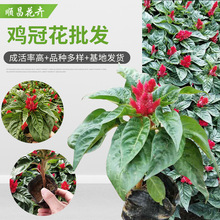 鸡冠花杯苗一二年生时令花草花卉花坛庭院盆栽基地批发鸡冠花