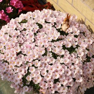 There Are Plants, Pink and White Peach, Wood Sorrel Seed Bulbs, Potted Flowering Bulbs, Florals, Clover, Potted Perennials