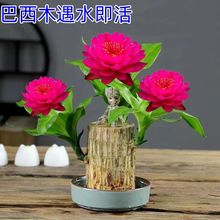 ����ľ�_��ˮ�B�ļ��������Ը��������\ľ�҃ȾGֲ�ļ�������ɫ��