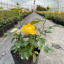 月季特大花浓香果汁阳台庭院花卉植物盆栽蔷薇四季玫瑰花苗带花苞