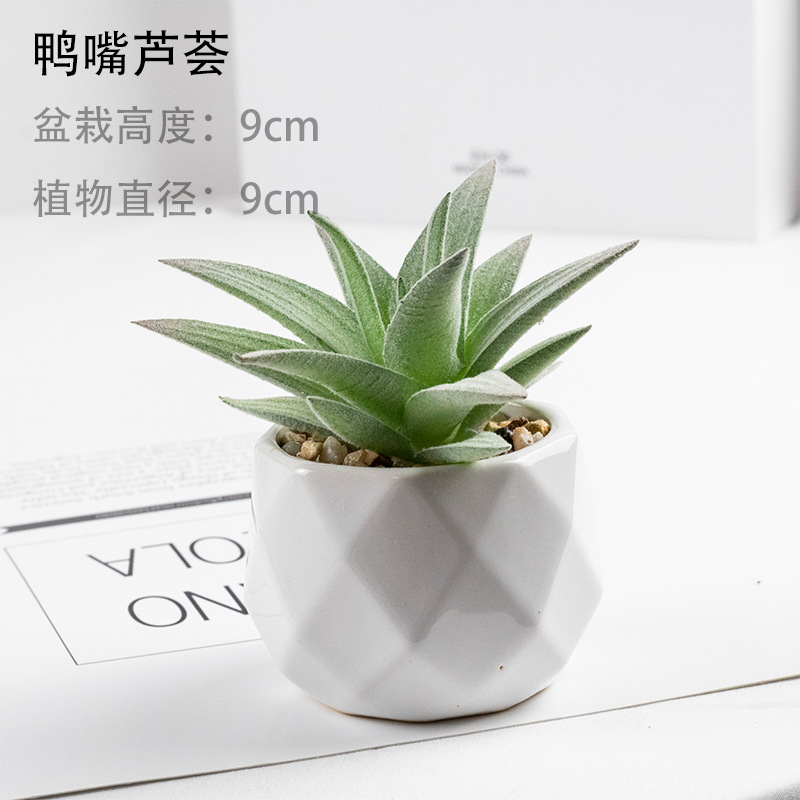 덕빌 알로에 + 세라믹 세면대