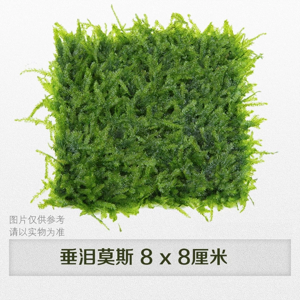 Moss) 8x8cm 1 piece