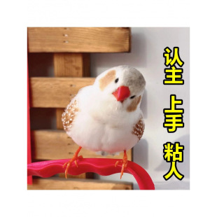 �����B����������ȸ�Ұ�������B�Ȍ����Bһ��С�B��ľ�|