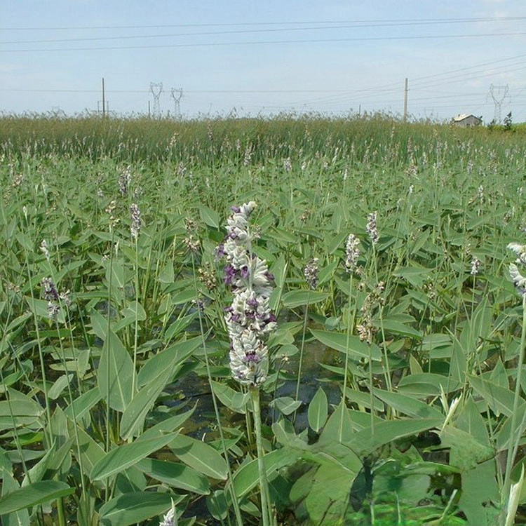Базовые оптовые посадки цветов с восстановлением силы и маленькая чашка двухцветная чашка для саженцев водных растений происхождения искусственные водно-болотные растения