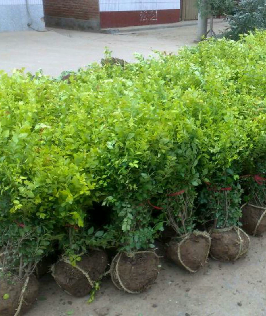 Сусальное золото Привет сусальное золото привет размер чашки различные спецификации сусальное золото Привет шарик для волос озеленение