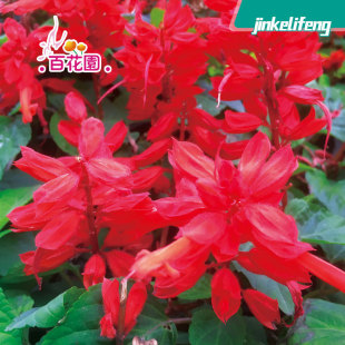 Factory Direct Supply of Large Packages of Red Seeds, High Red Red Flowers, Sage, Red Roadside Landscaping under the Wall