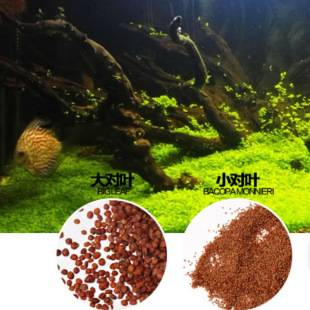 Wholesale Aquatic Plant Seeds, Fish Tank Landscaping Lawn Seeds, Large Opposite Leaves, Mini Small Opposite Leaves, Aquatic Plant Seeds, Lucky Grass Seeds