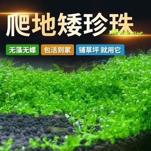 Prospect Climbing Ground Low Pearl Lying on the Ground Mini Fish Tank Landscaping Live Real Water Plants Lazy People Quick Negative Freshwater Plants