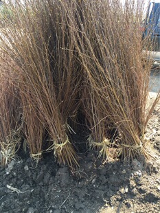 �ט�������l