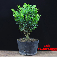 �S���辰�ͺ��k���҃������ļ�������B�͏d����ͥԺ��������Gֲ