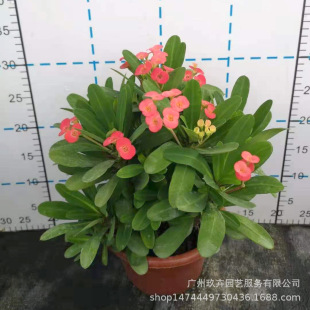 �F�����^��ֲ�����Ծ����k�����������Ի��@ͥԺ�^���Gɫֲ��