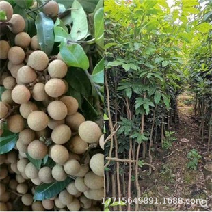 Nuclear-Free Longan Tree Stone Clip Grafted Seedlings Chuliang Red Skin Stone Four-Season Longan with Soil and Leaves Tree North and South