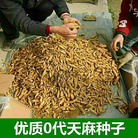 麻种植苗种子野生天麻花苗0代种新鲜现挖高产室内室外菌种