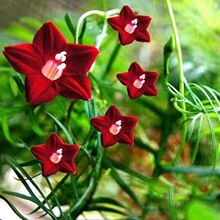 羽叶茑萝花种子庭院爬藤植物遮阳五角星种籽花盆栽阳台四季易种活