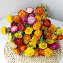 小雏菊干花真花花束天然风干混搭七彩菊太阳花diy手工教师节礼物