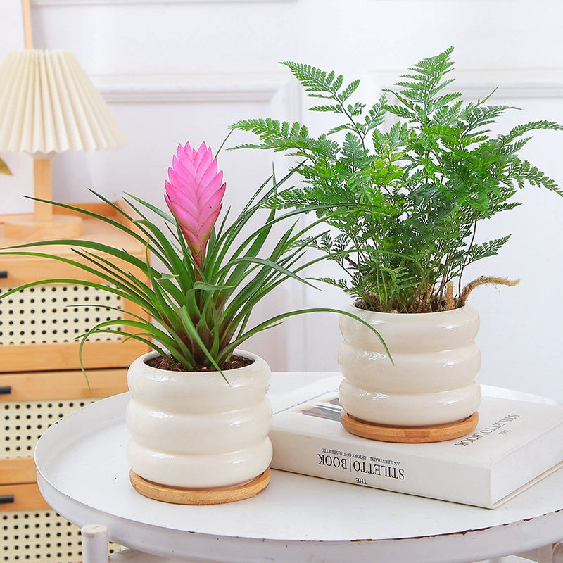 Почвенная горшечная растение Podocarpus, комнатное зеленое растение, денежное дерево, офисное настольное цветочное растение, бамбуковый кипарис, легко выращиваемое маленькое бонсай, спаржа