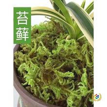 ✅干苔藓兰花土蝴蝶兰青苔种植土石斛营养土球兰花水苔铺