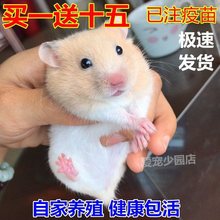 包邮小宠物仓鼠宝宝金丝熊宝宝布丁紫仓奶茶眼圈熊粮食笼子