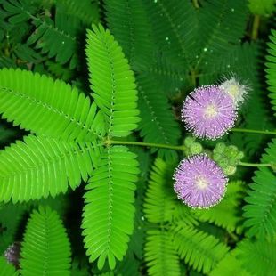 �ļ����߲ݷN�Ӻ��߲�����ݻ��N�ӌW������ͥԺ�̨���Ժ������