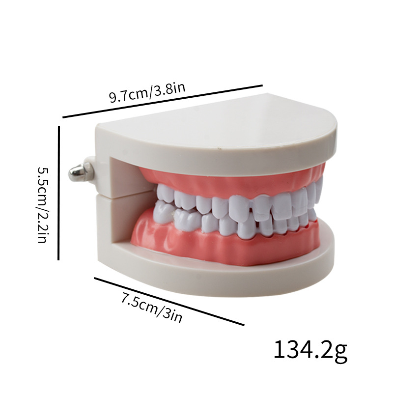 Modelo dental Herramientas de ejercicios de belleza dental Ejercicios de dientes Molde de dientes de resina Modelo dental con modelo de costura dental image 3