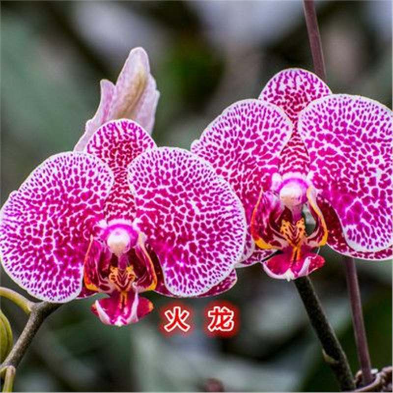 Cuatro estaciones mariposa orquídea plántulas en maceta balcón interior sala de estar flores plantas florecen con flores de maceta original