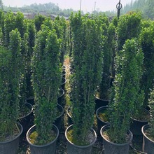 直立冬青加仑盆 花境观赏造景盆栽 成都园林绿化工程苗木 小灌木