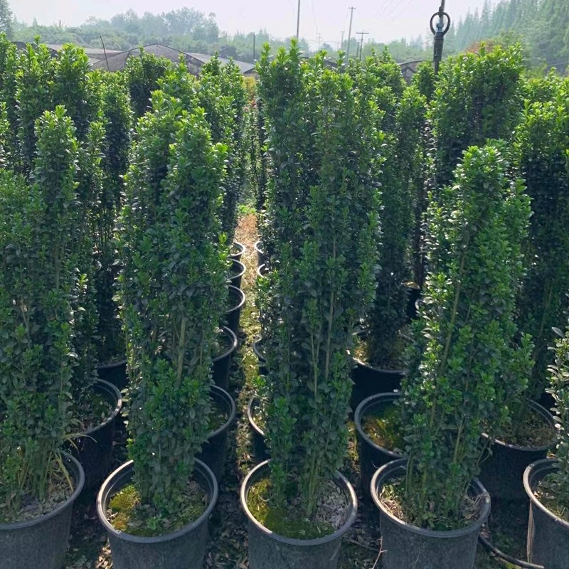 直立冬青加仑盆 花境观赏造景盆栽 成都园林绿化工程苗木 小灌木