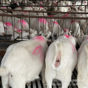 ����ɽ���ɽ���̥����ĸ��N���ɽ��������l�����Bֳ��