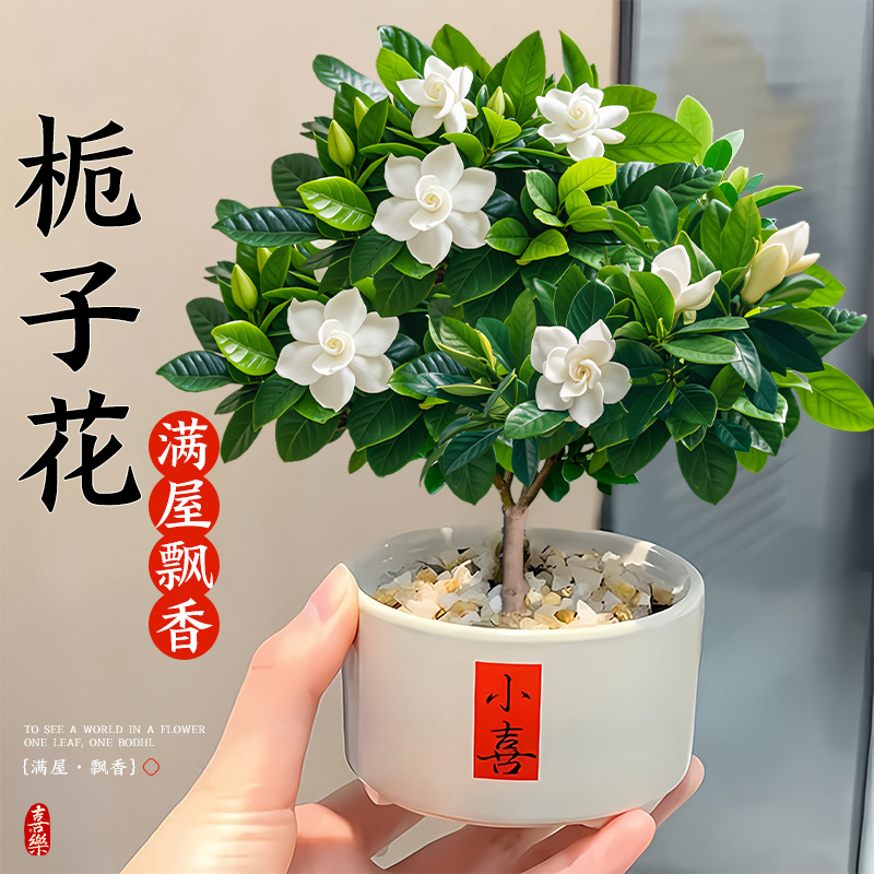 [샤오홍슈 인기상품] 단극치자나무 + 샤오시 도자기 화분 (포장석 + 영양액 포함)