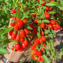 红枸杞树苗盆栽南北方果苗黑枸杞四季种植阳台庭院果树苗耐寒耐旱