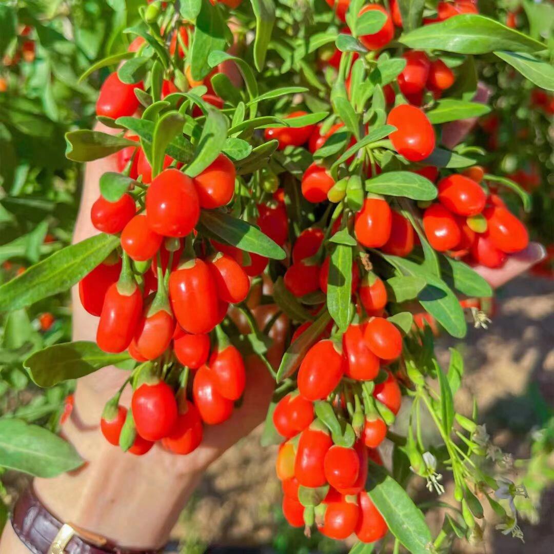 红枸杞树苗盆栽南北方果苗黑枸杞四季种植阳台庭院果树苗耐寒耐旱